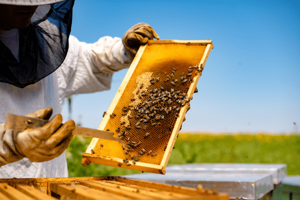 Projet apiculture - astic