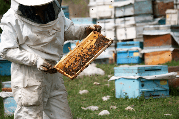 Expansion apiculture - Astic emballage